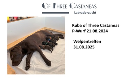 Labradorhündin Kuba mit ihren Welpen
