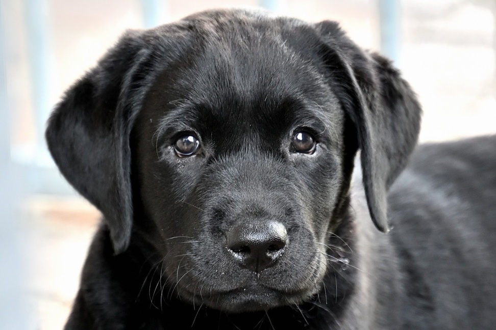 Quina of Three Castaneas