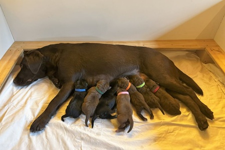 Braune Labradorhündin mit ihren 7 Welpen