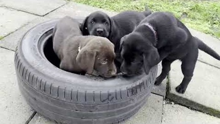 8 Wochen alte Labradorwelpen spielen in Autoreifen