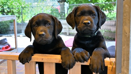 Labradorwelpen 9 Wochen alt